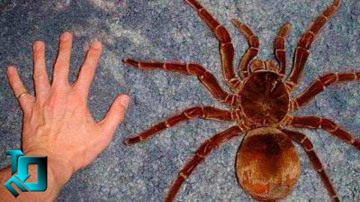 Самый большой паук в мире: как выглядит, размеры, фото, видео