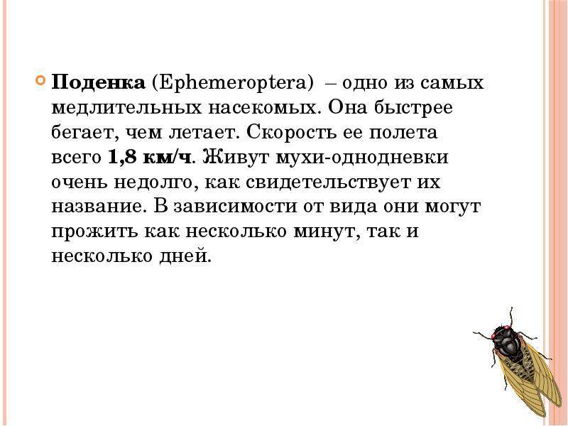 Сколько кадров в секунду видит муха и сколько у неё глаз