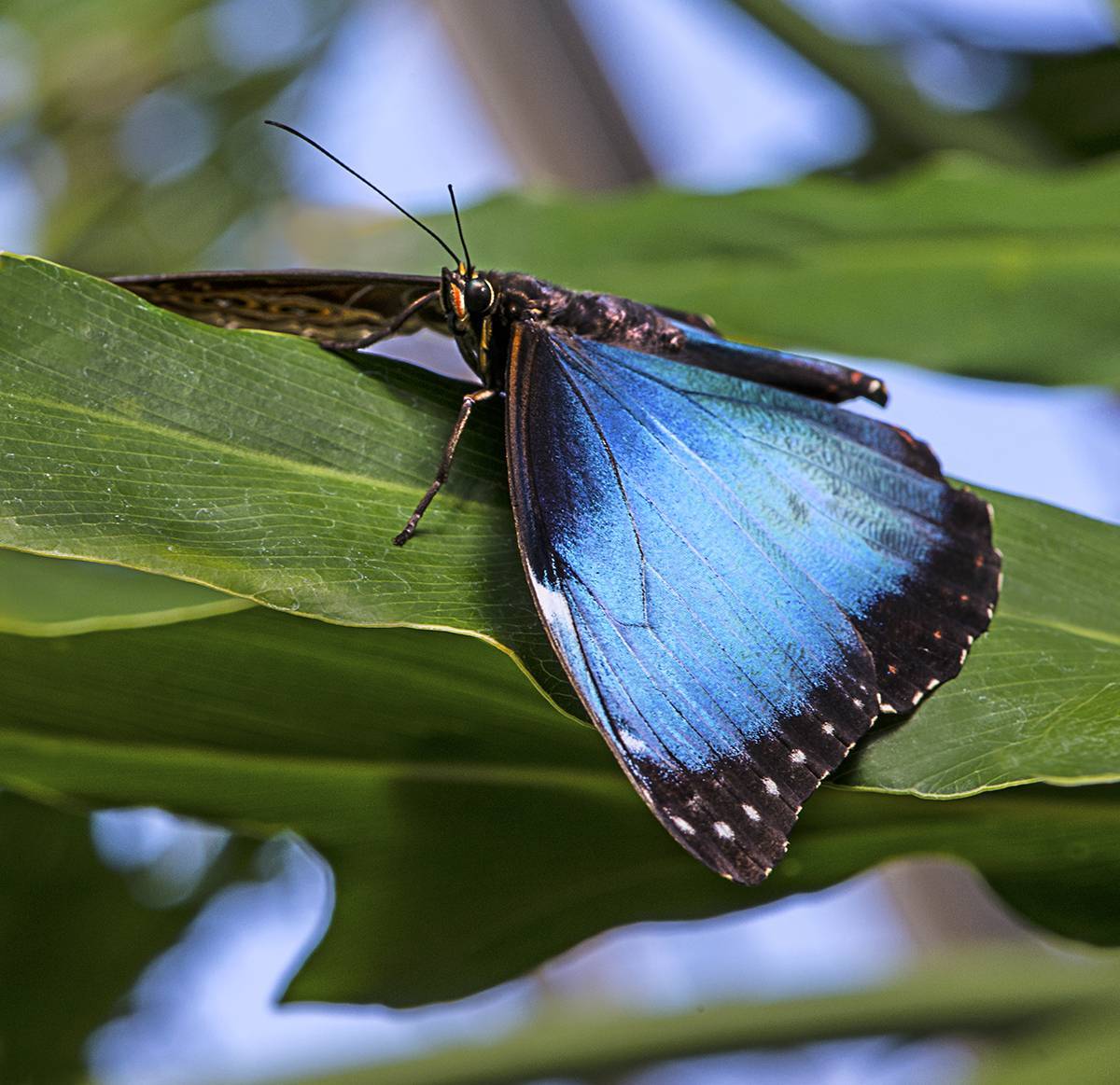 Мир бабочек: красота преображения