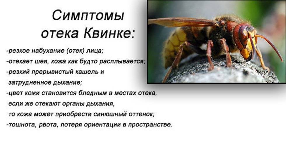 Аллергия на укусы насекомых: симптомы, лечение и диагностика
