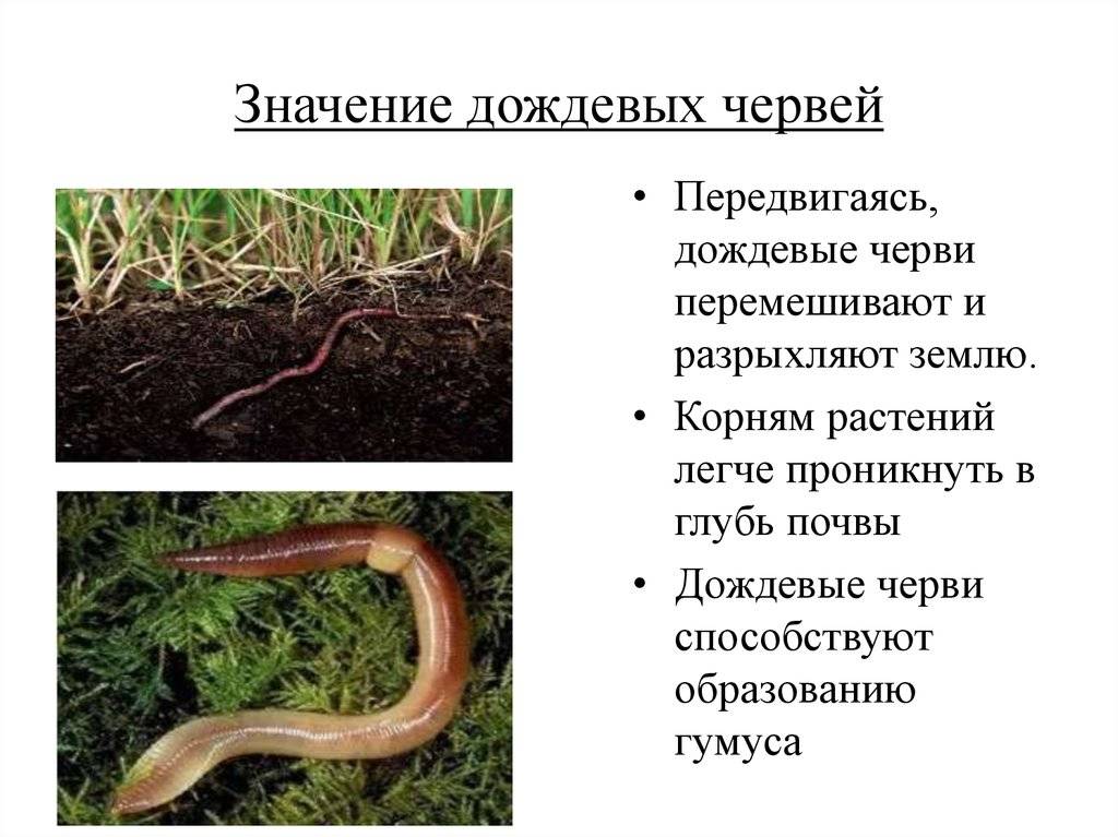 Доклад-сообщение дождевой червь 3, 5, 7 класс