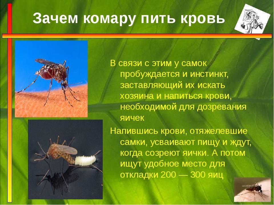 Нашествие комаров: крылатые кровопийцы терроризируют всю россию
