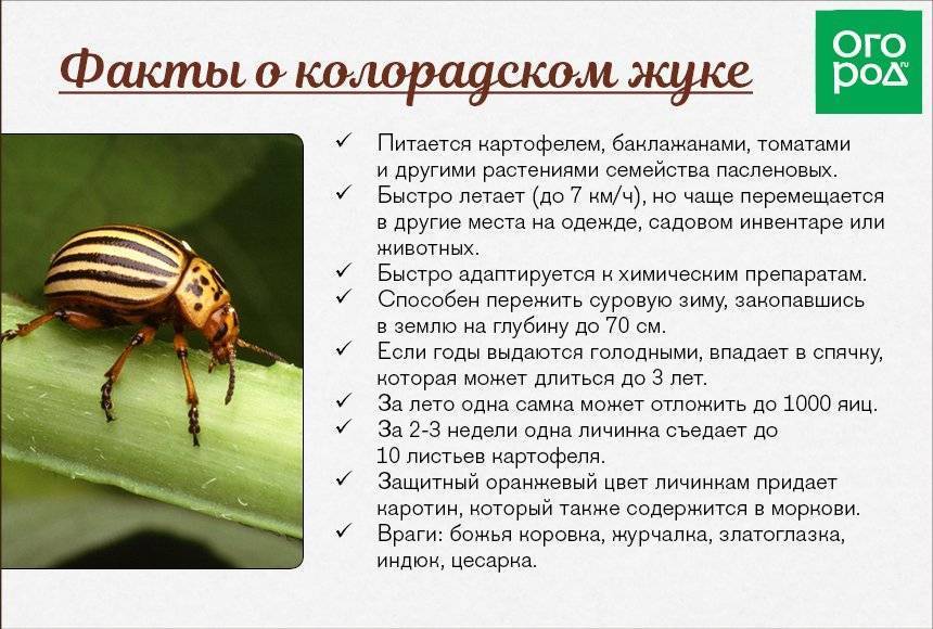Колорадский жук: фото, среда обитания, развитие и образ жизни