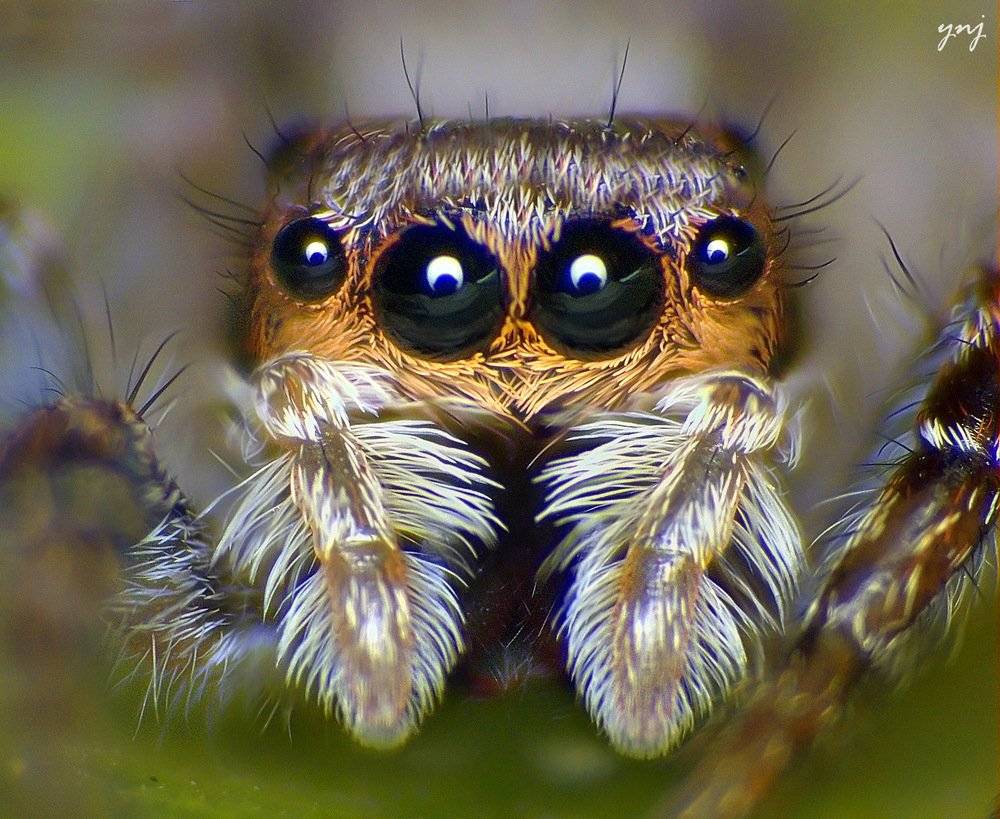 ᐉ сколько глаз у паука фото? - zoomanji.ru