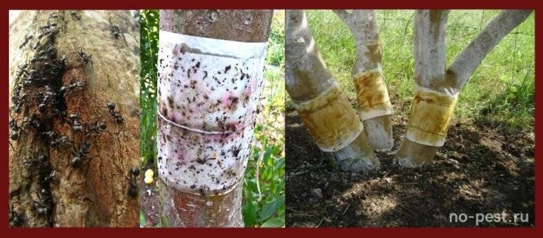 Как избавиться от муравьев и тли на деревьях