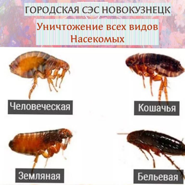 Виды насекомых в квартире с фото и названиями, как избавиться