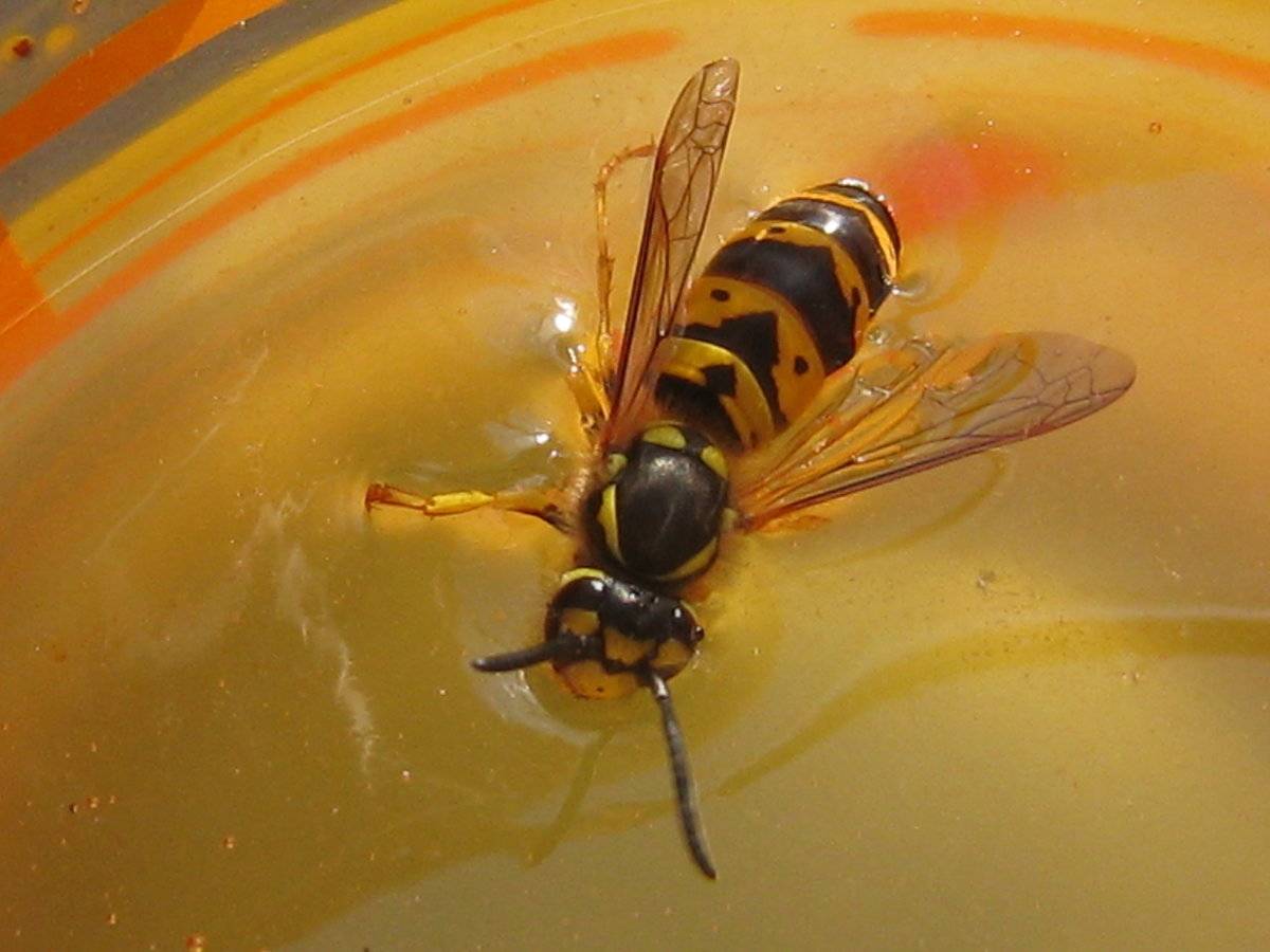 Отличия шмеля от пчелы и осы: сходства и различия, чем питаются
