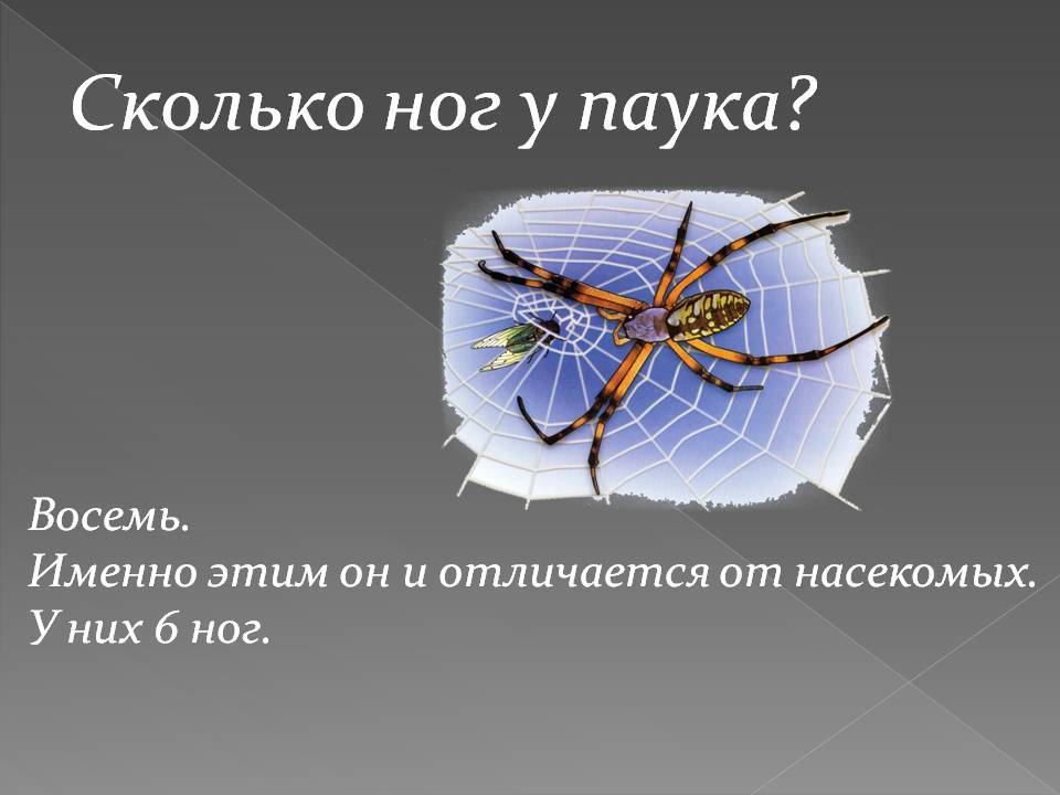 Жуков 6 у паука 8. Паук 6 ног. Сколько ног у паука и насекомых. Пауки и насекомые отличия. Отличие насекомых от паукообразных.