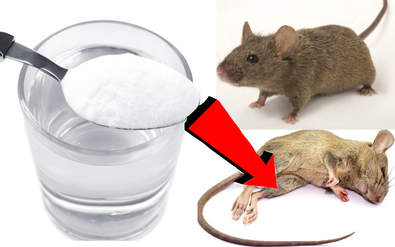 Как избавиться от запаха дохлой мыши?