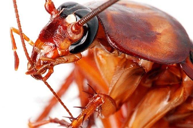 Кусаются ли домашние тараканы | чем опасны укусы | фото