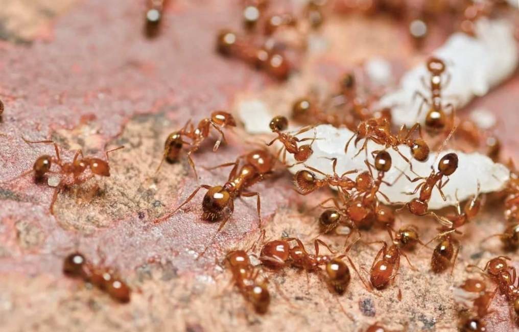 Рыжие муравьи - как от них избавится?