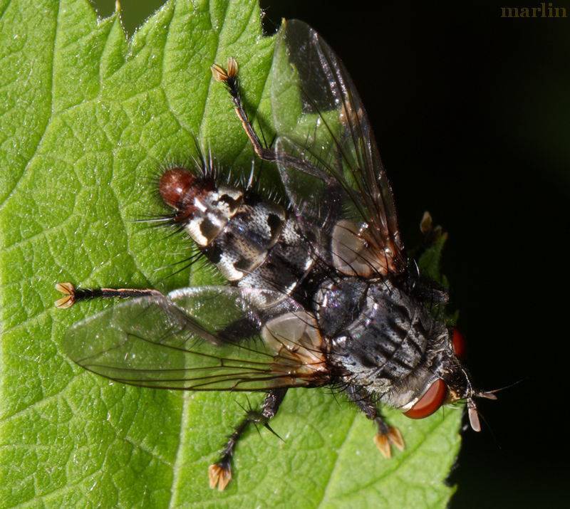 Описание и фото навозной мухи