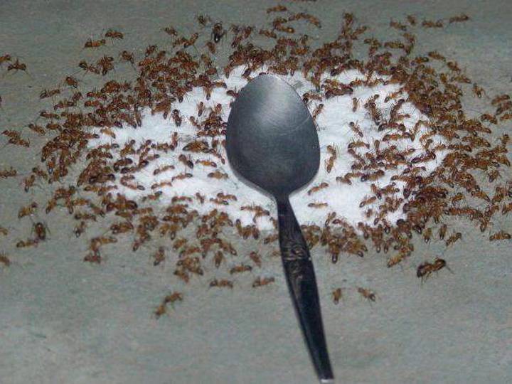 Борная кислота от муравьев: способы приготовления и правила применения
