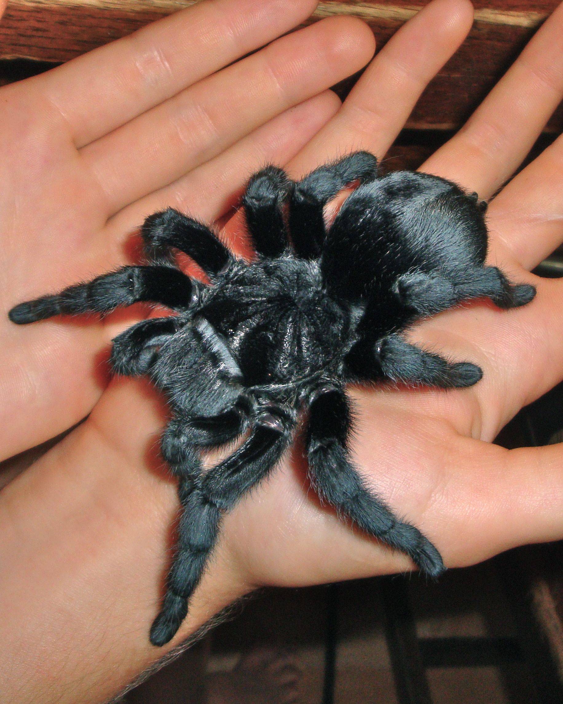 Тарантулы. необыкновенный паук тарантул и многообразие его видов паук тарантул характеристика и описание
