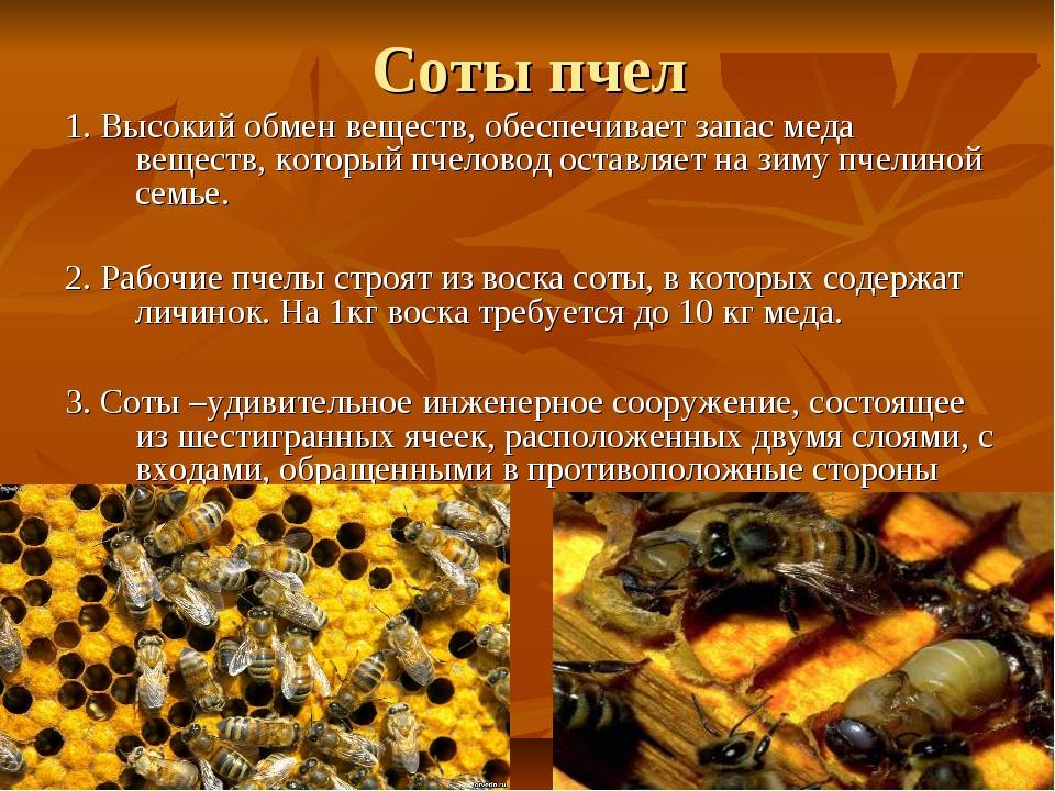 Насекомые пчелы презентация