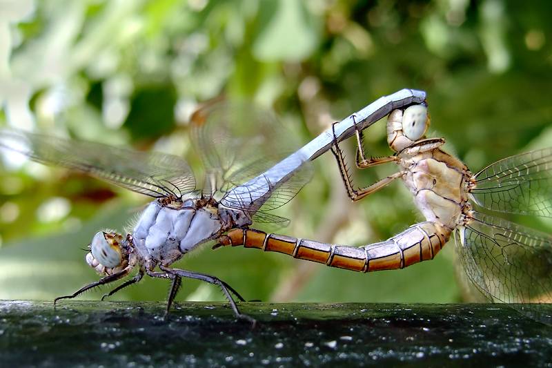 Описание, название и места обитания личинки стрекозы