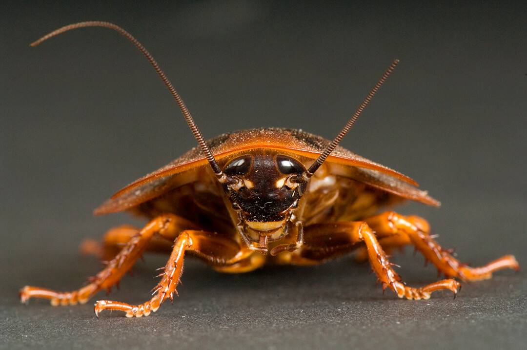 Интересные факты о тараканах: что мы знаем об этих насекомых