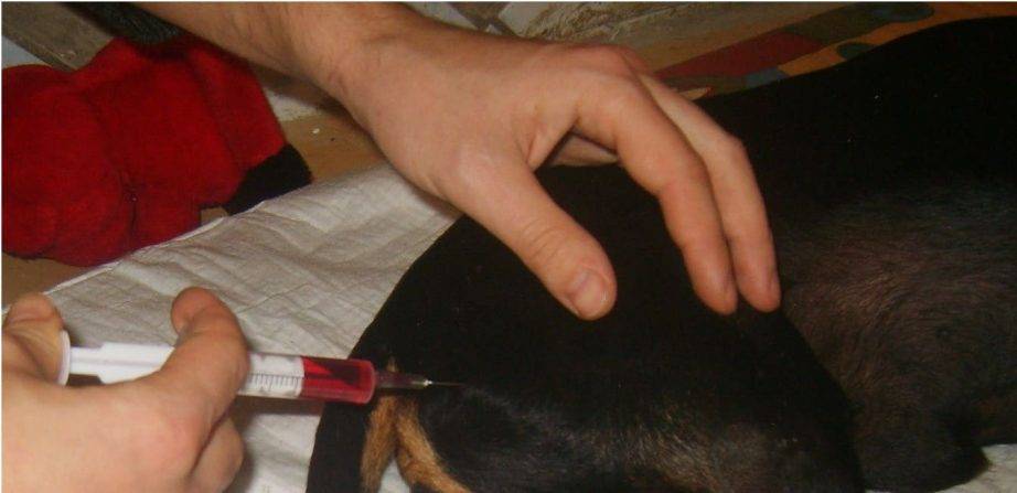 Вакцинация собак: график прививок