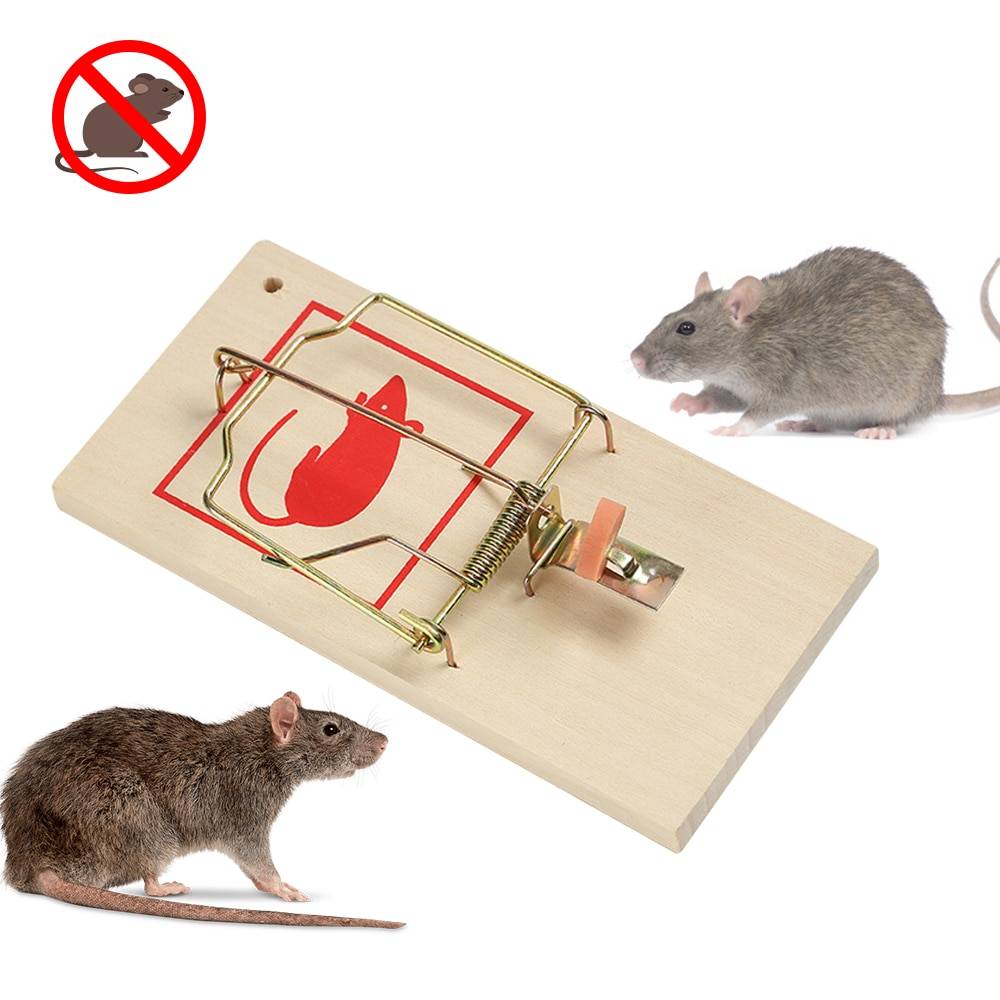 Как избавиться от мышей в частном доме навсегда быстро и эффективно: народные и другие средства