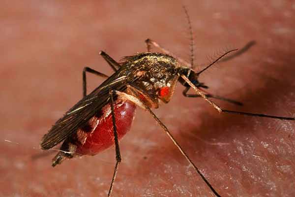 Особенности строения комара