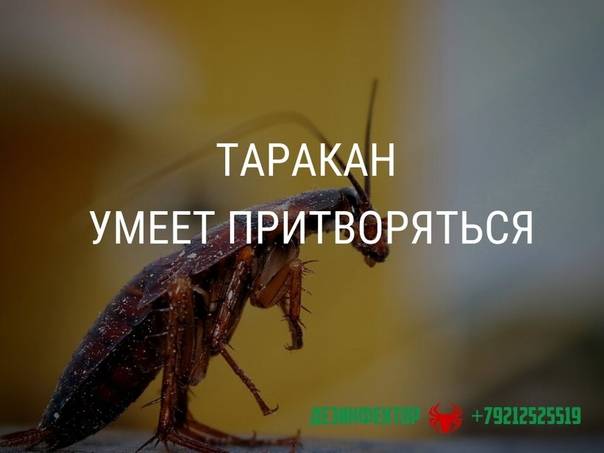 ❶ топ-25 видов тараканов: какие бывают в квартире, разновидности домашних особей (фото и описание)