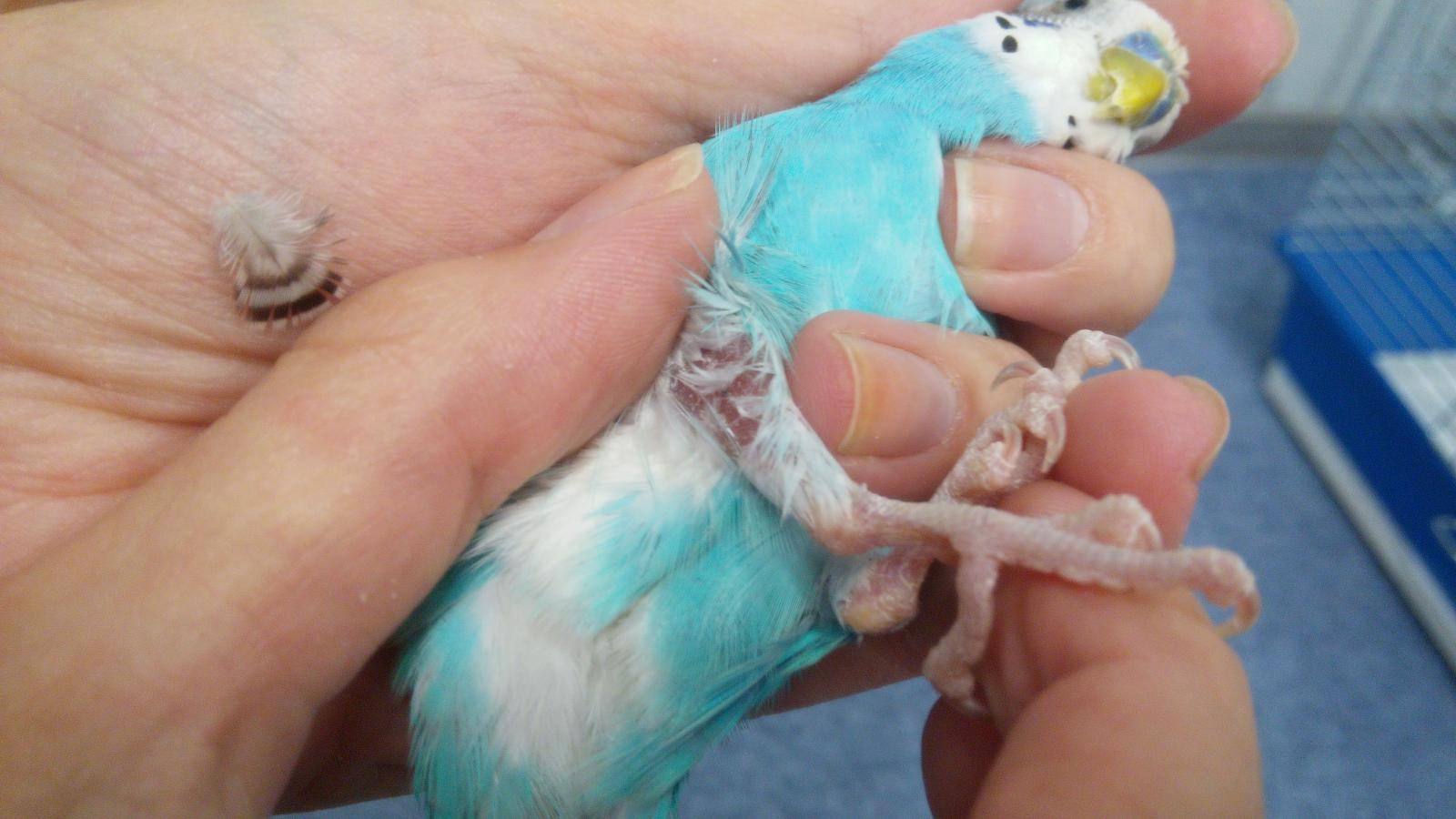Как вывести блохи у попугая: основные методы лечения