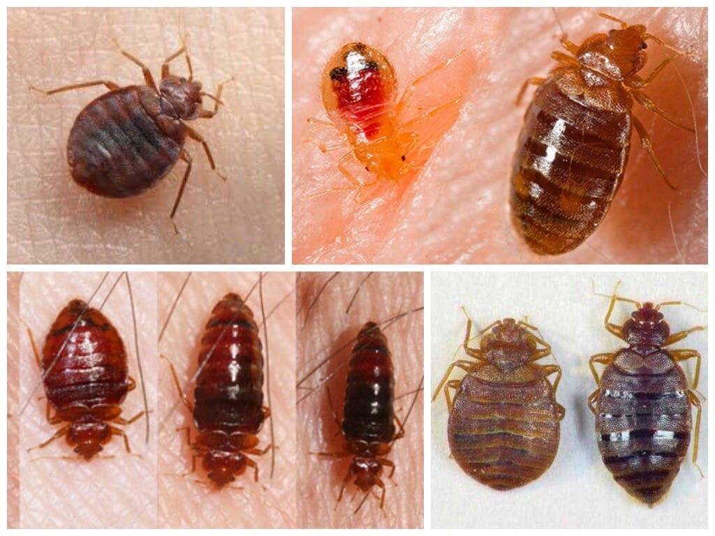 Откуда берутся тараканы в квартире - основные причины появления