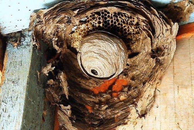 Как избавиться от ос и осиного гнезда на даче в недоступном месте, народными средствами и химией