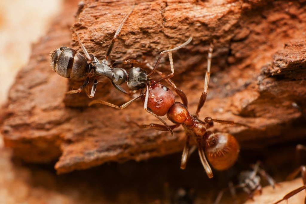 Как муравьи используют своих «рабов»   |  новости сибирской науки