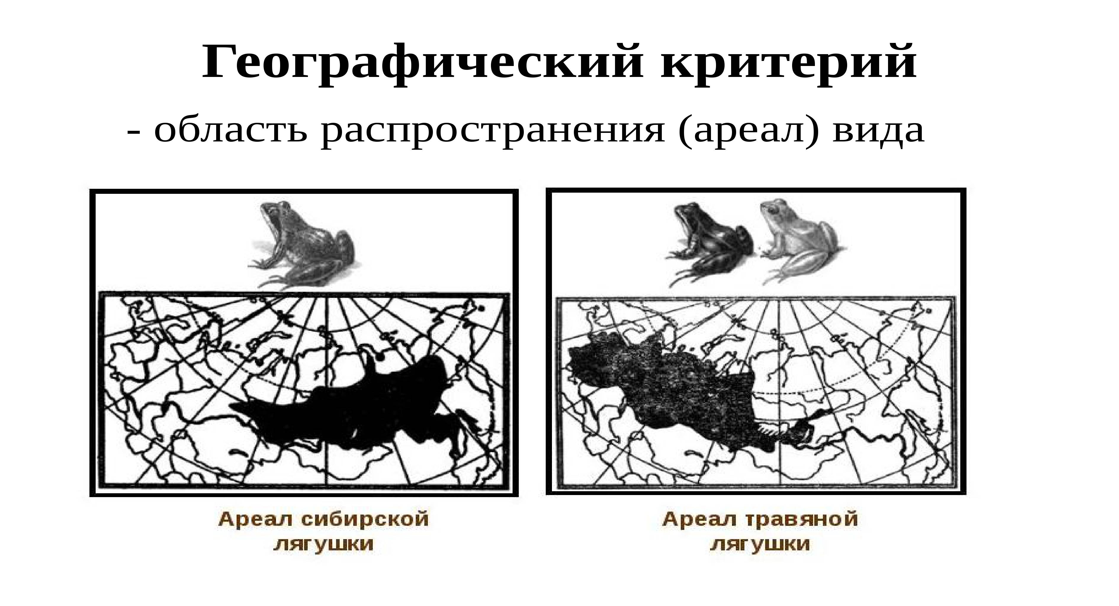 Стрекоза решетчатая — крупный представитель рода ортетрум