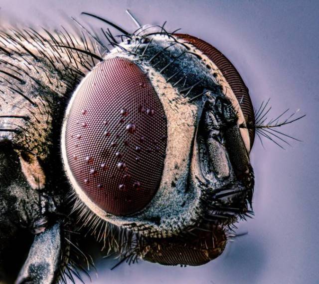 Сколько глаз у мухи, как видит муха