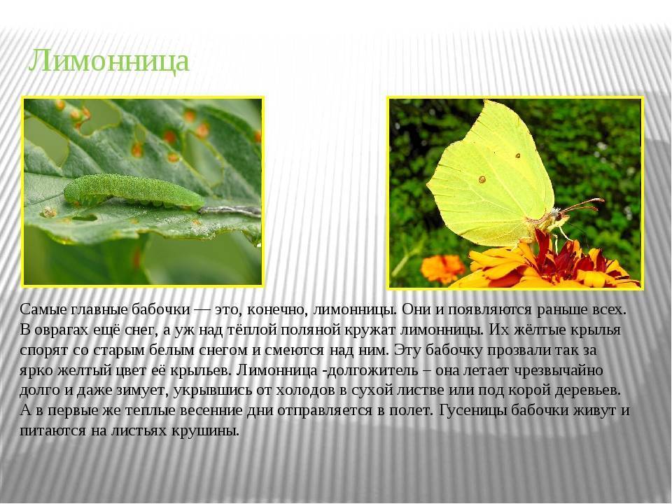 Бабочка лимонница: особенности жизненного цикла имаго и гусениц