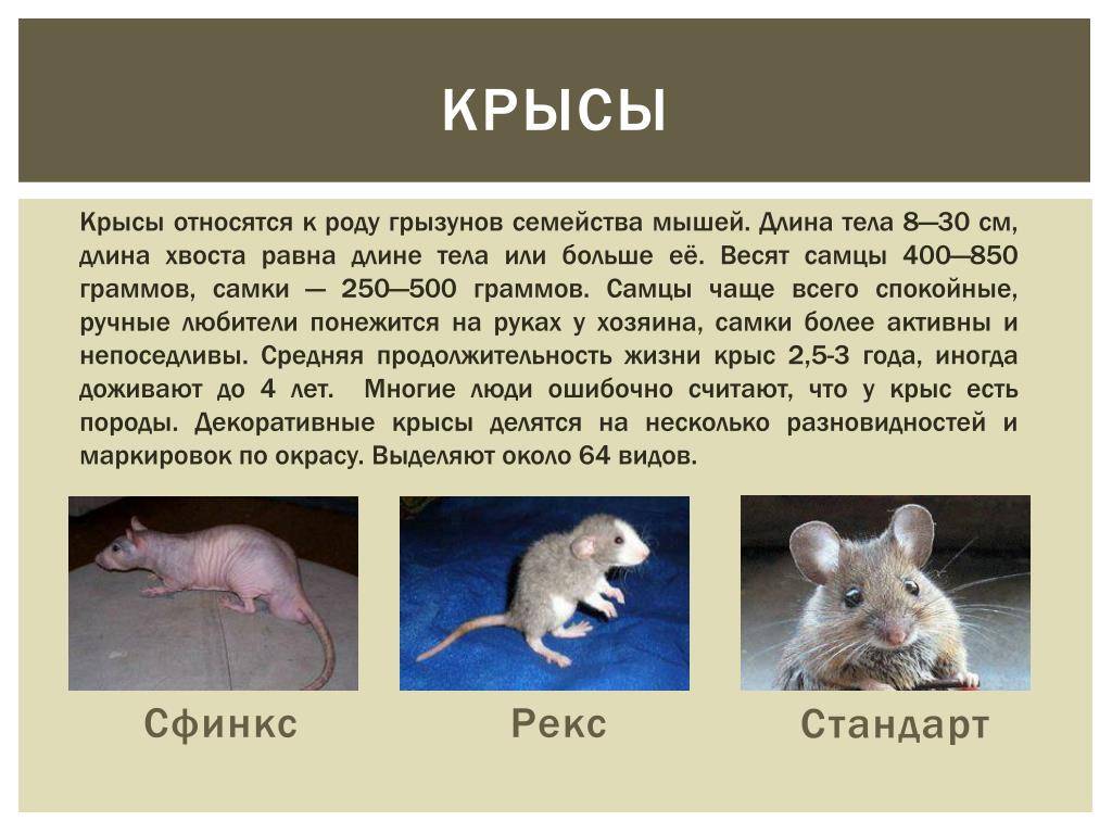 Самая большая крыса - список самых огромных пород крыс, максимальный размер