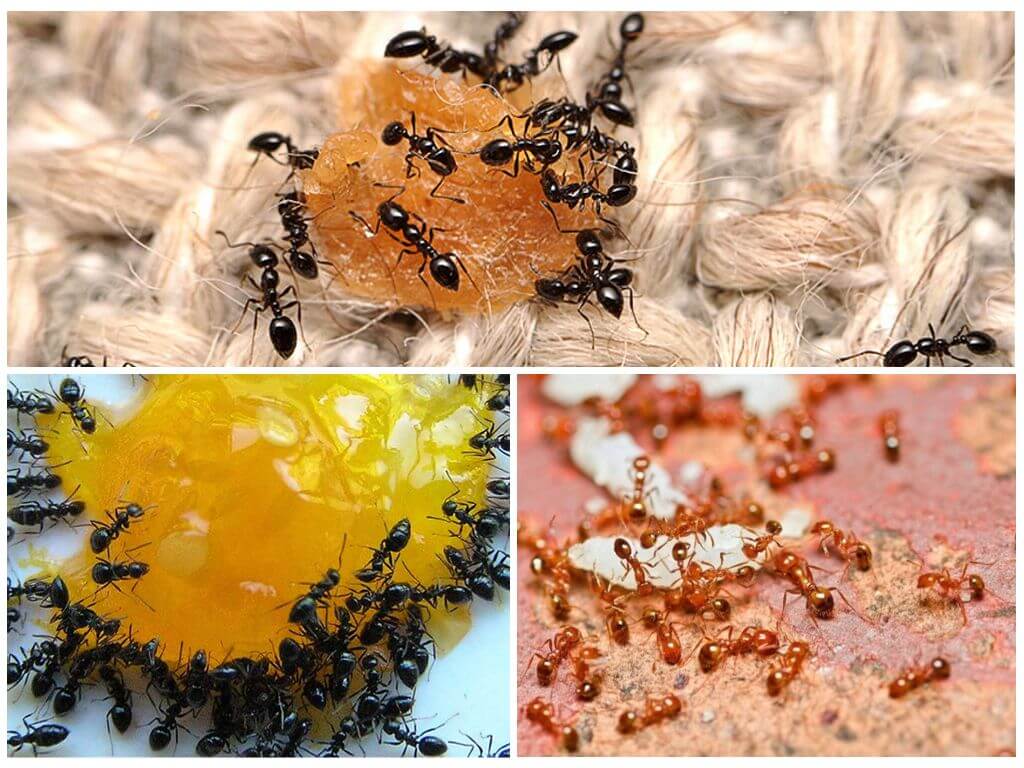 Чего боятся домашние муравьи