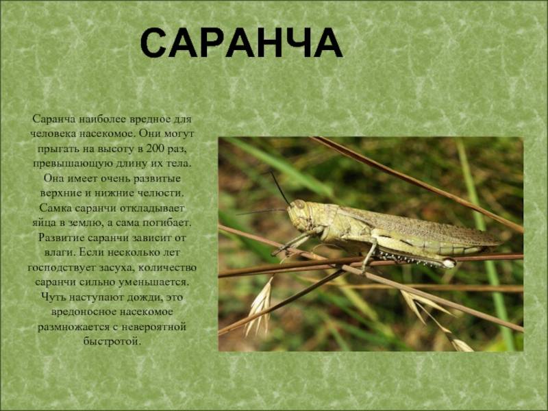 Саранча перелетная | справочник пестициды.ru