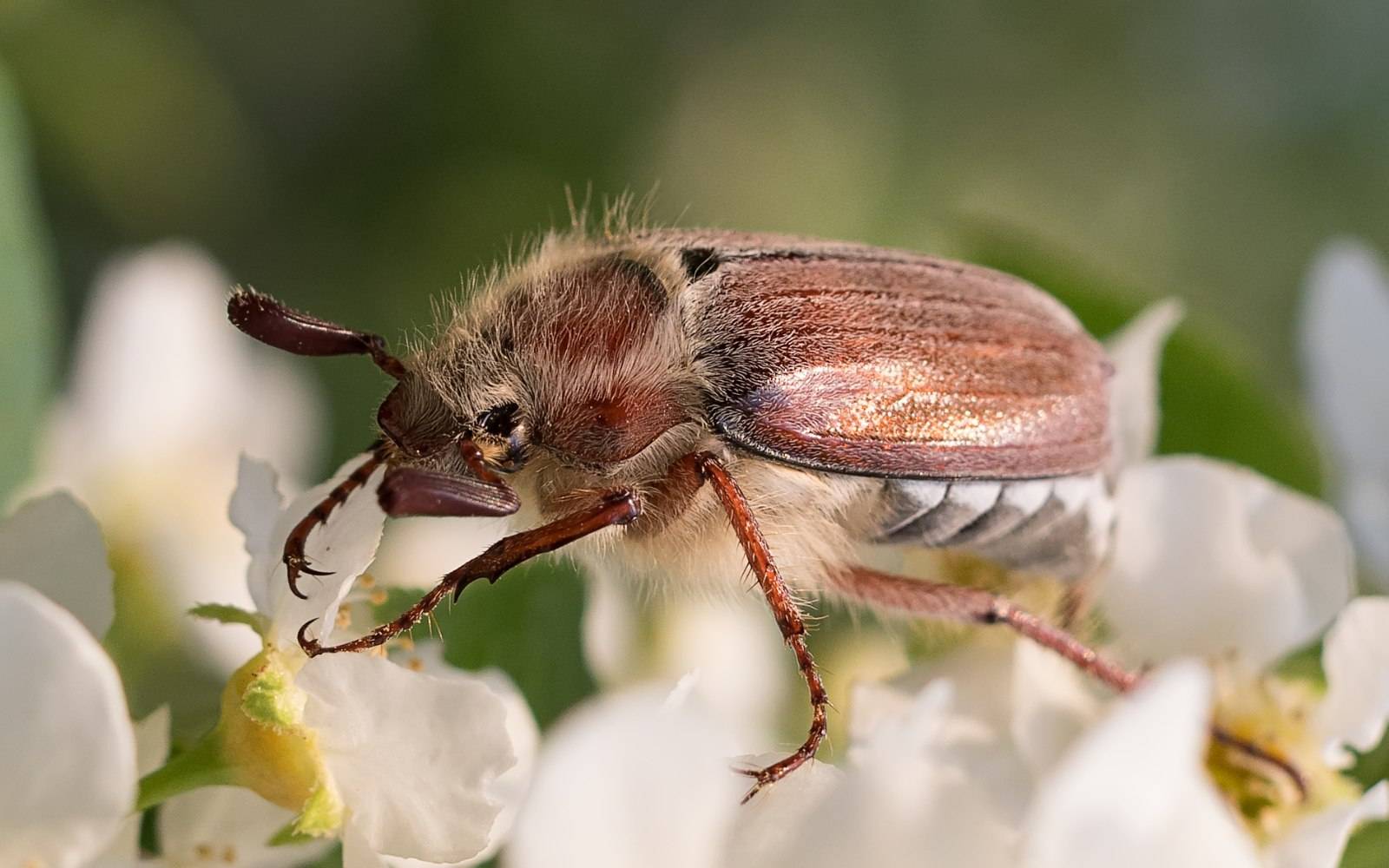 Всё о майском жуке или хруще: основная информация и фото вредителя русский фермер