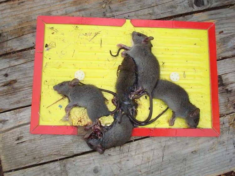Клей для мышей и крыс: инструкция использования и как сделать своими руками