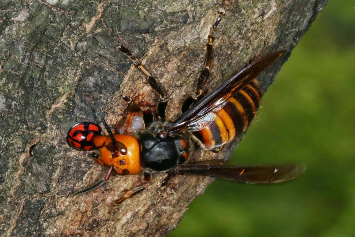 Матка осы – особенности поведения и жизненный цикл основательницы колонии