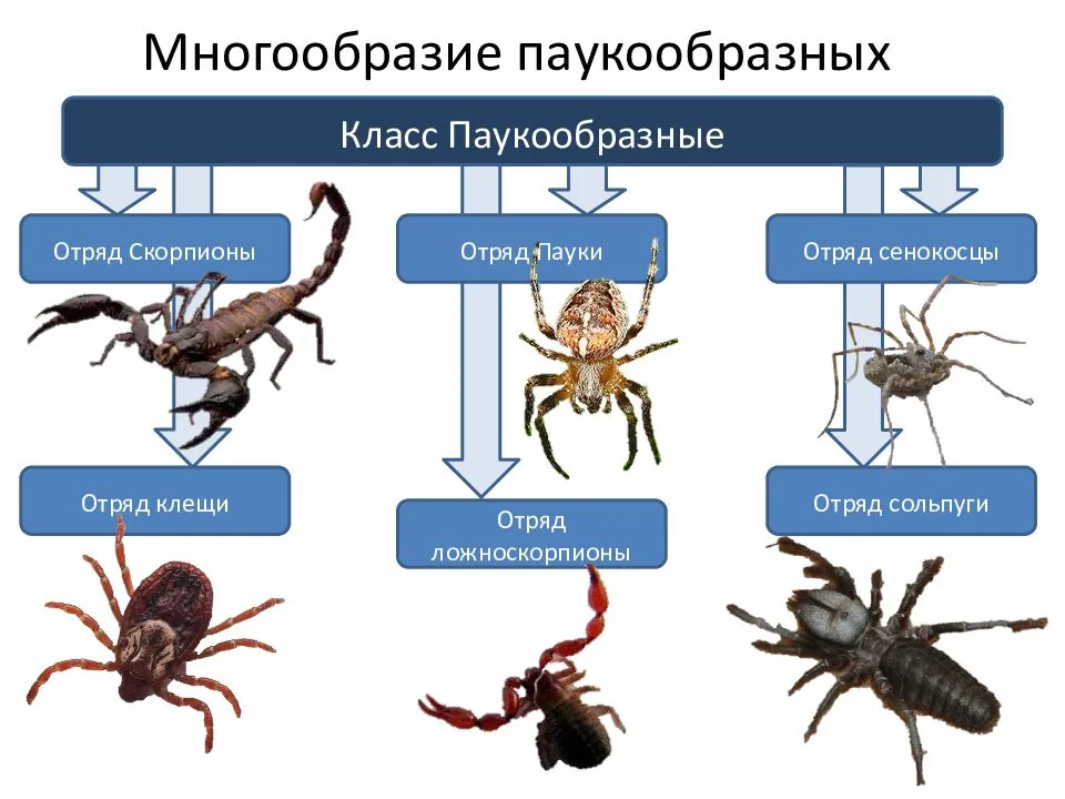 Паук — это насекомое или нет: строение и значение животных в природе. сколько ног у паука, или почему он – не родня насекомым