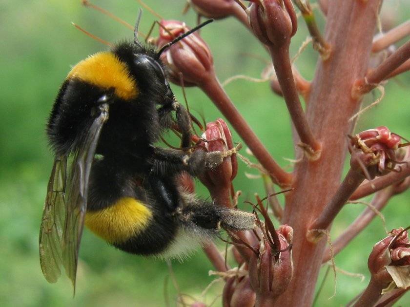 Шмель: виды, особенности где живут и чем питаются представители семейства настоящих пчел