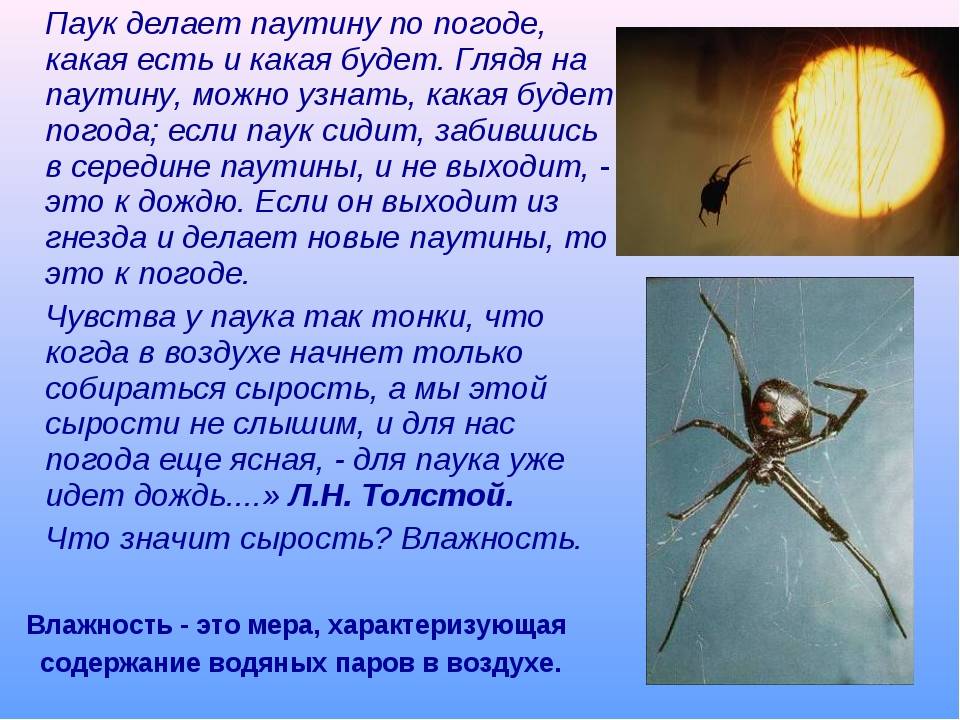 Сколько лап у паука: их длина и функция