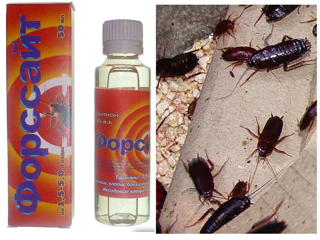 Нашатырный спирт от тараканов в квартире: рецепты народных средств для борьбы с паразитами, отзывы об аммиаке