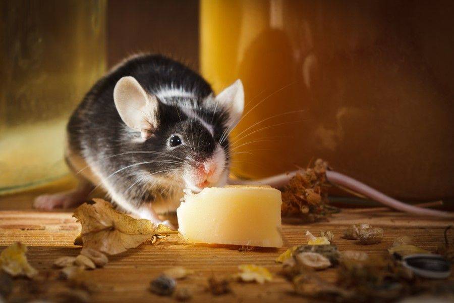 Мыши едят сыр или нет - сорнякам нет