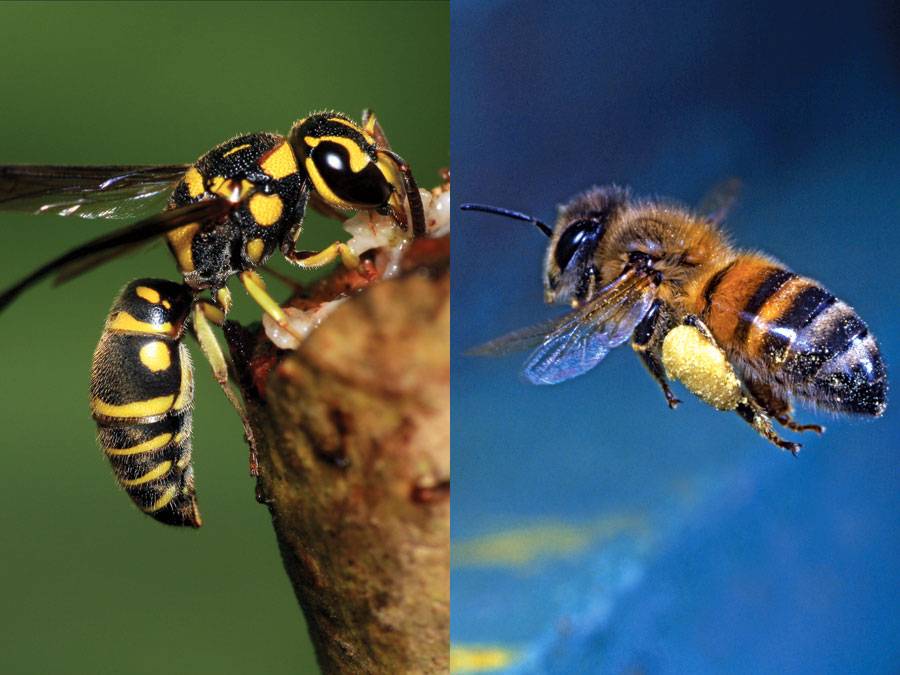 Оса и пчела: как отличить и не ошибиться