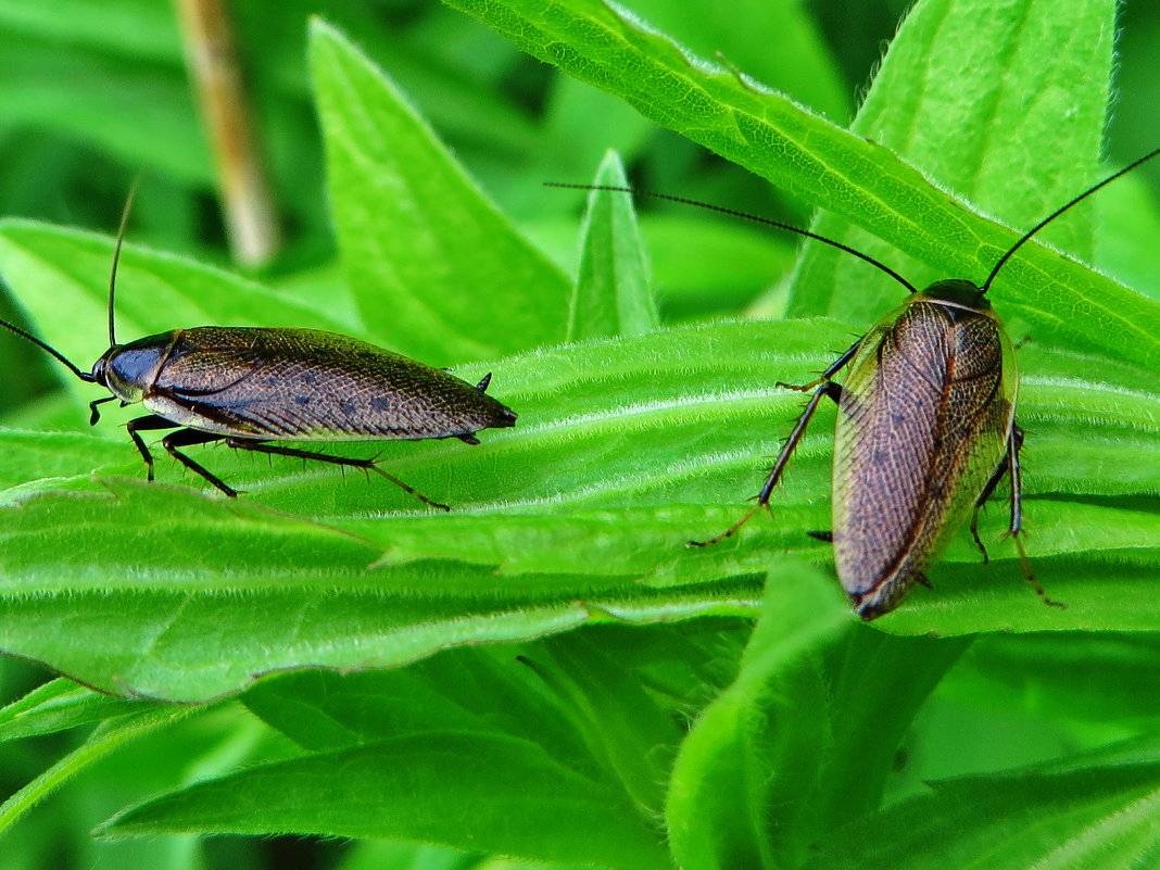 Насекомые тараканы: внешнее и внутренне строение, особенности ротового аппарата, органов зрения и крыльев