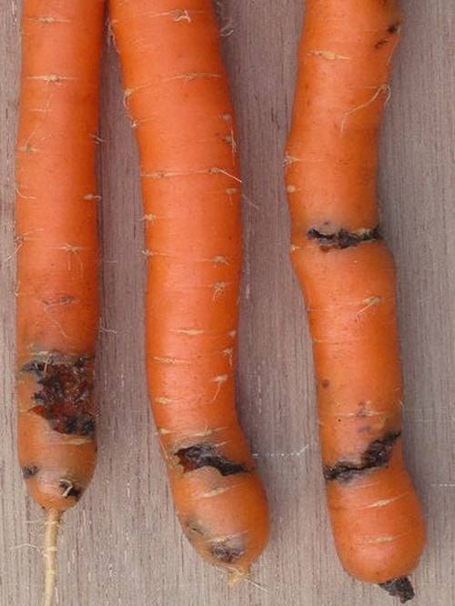 Чем полить морковь от морковной мухи