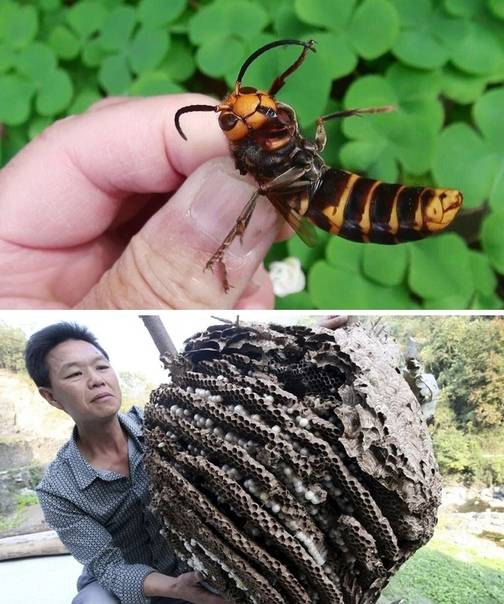 Шершень насекомое. образ жизни и среда обитания шершня