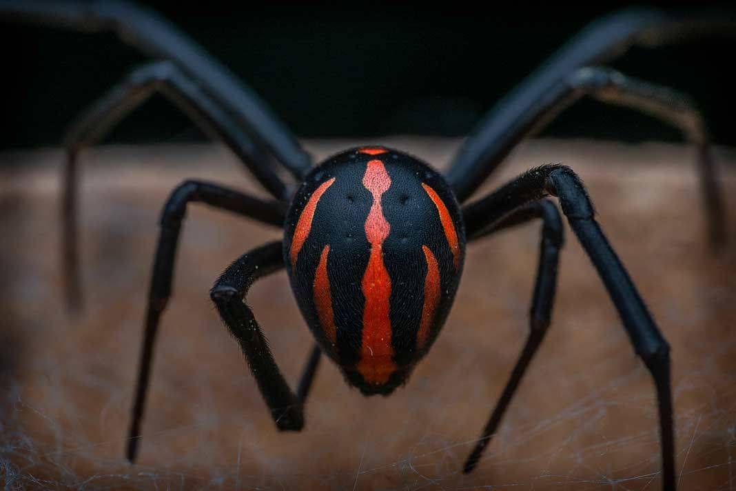 5 туристических стран, где обитают очень опасные насекомые
