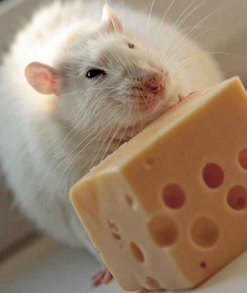 Мыши едят сыр или нет