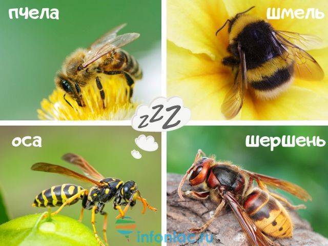 Чем различаются осы, пчёлы, шершни и прочие полосатые мухи?